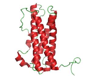 Prolactina